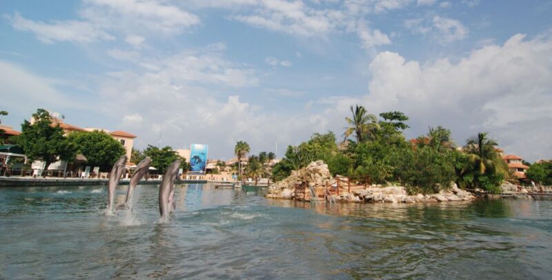 Puerto Aventuras: Dolphin Swim, Sea Lions, Manatees, & Lunch - Dolphin Swim Adventure