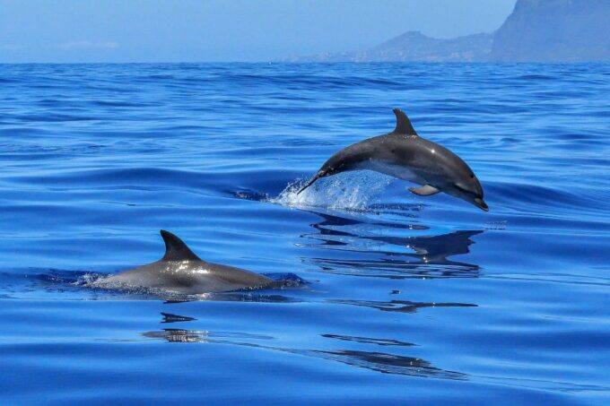 Puerto Colon: Dolphin & Whale Watching Cruise W/ Masca Stop - Wildlife Encounters and Snorkeling