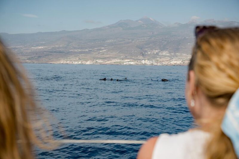 Puerto Colon: Whale and Dolphin Watching Yacht Trip - Key Points