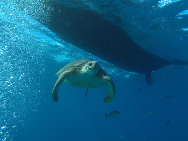 Puerto Colon: Whale-Watching Sailing Tour With Meal & a Swim - Included in the Tour