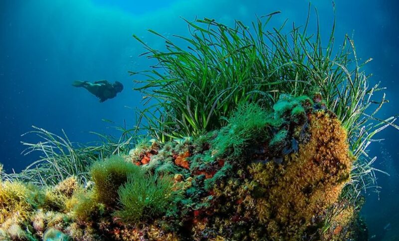 Puerto De Soller: Train and Guided Scuba Diving Experience - Itinerary and Highlights