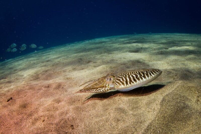 Puerto Del Carmen: 2 Guided Scuba Dives (Certified Only) - Scuba Gear Included