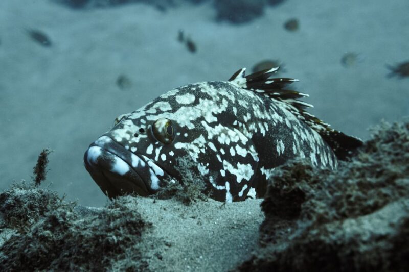 Puerto Del Carmen: 2 Guided Scuba Dives (Certified Only) - Diver Certifications Required