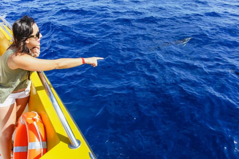 Puerto Del Carmen: Dolphin-Watching Speedboat Tour With Swim - Inclusions and Information