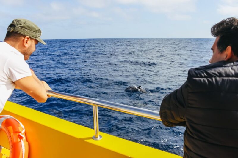 Puerto Del Carmen: Dolphin-Watching Speedboat Tour With Swim - Customer Ratings and Reviews