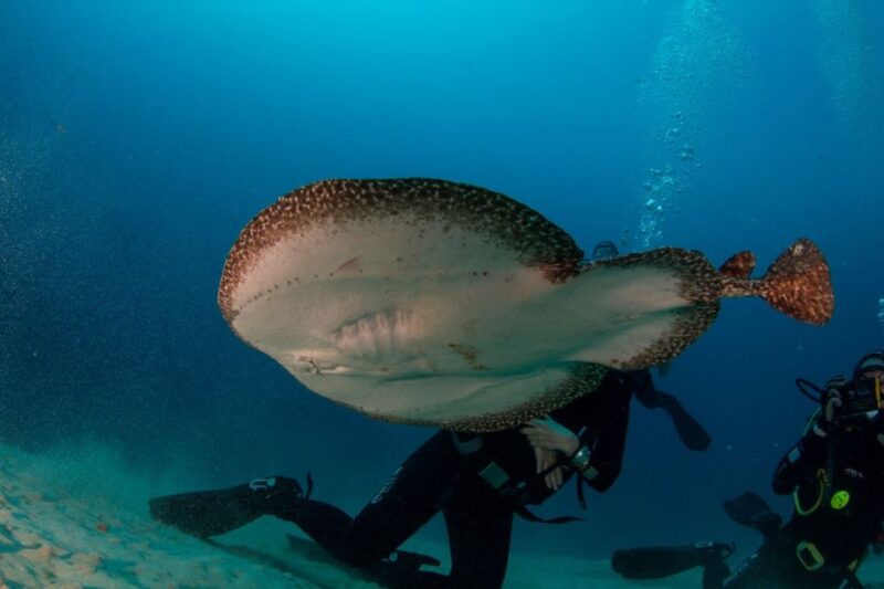 Puerto Del Carmen: Guided Scuba Dive (Certified Only) - Scuba Equipment and Dive Guides