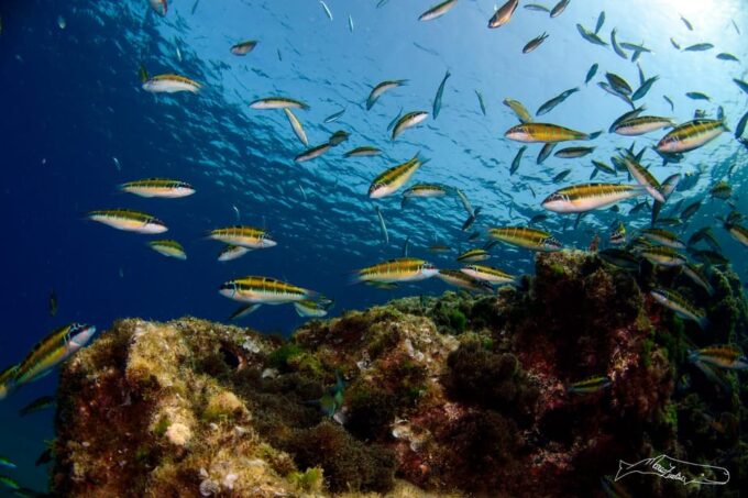 Puerto Del Carmen, Lanzarote: Snorkeling Tour - Frequently Asked Questions