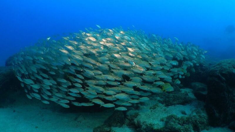 Puerto Del Carmen: Snorkeling Trip With Dive Instructor - Participant Requirements