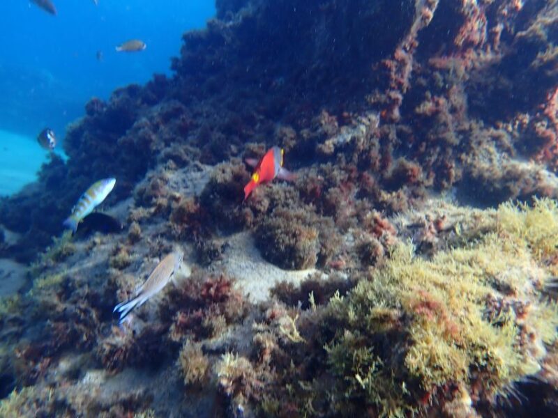 Puerto Del Carmen: Snorkeling Trip With Dive Instructor - Meeting Point Information