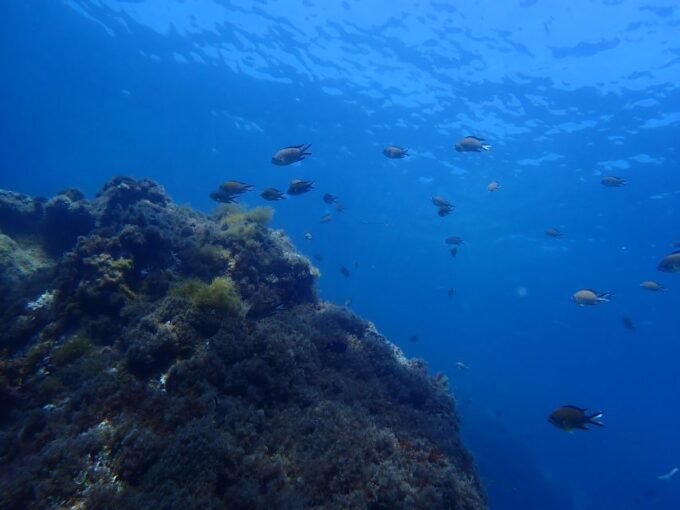 Puerto Del Carmen: Snorkeling Trip With Dive Instructor - Customer Feedback