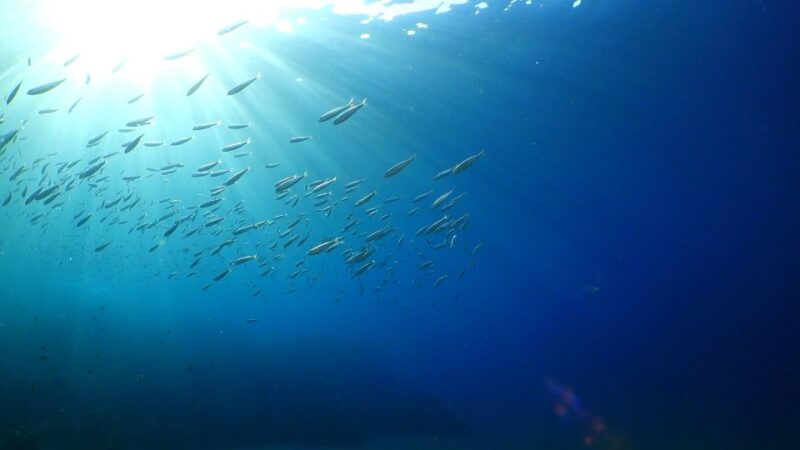 Puerto Del Carmen: Try Scuba Diving From the Beach - Exploring Lanzarotes Underwater Marine Life