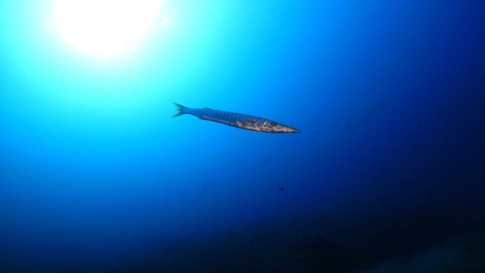 Puerto Del Carmen: Try Scuba Diving From the Beach - Participant Health Considerations