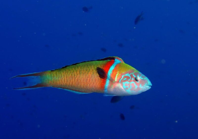 Puerto Del Carmen: Try Scuba Diving With 1 Dive - Safety and Instruction