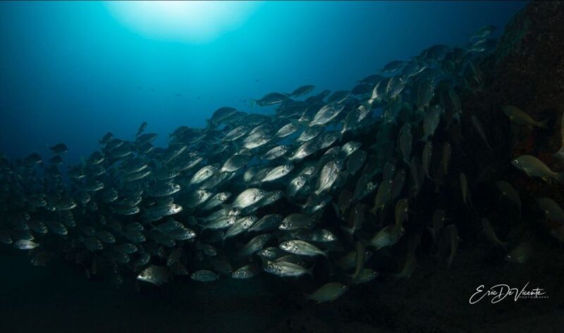 Puerto Del Carmen: Try Suba Diving With 2 Dives and Photos - Explore the Colorful Sea Life