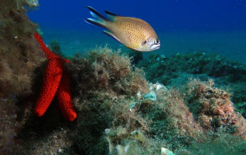 Puerto Del Carmen: Try Suba Diving With 2 Dives and Photos - Small Group Experience for Comfort