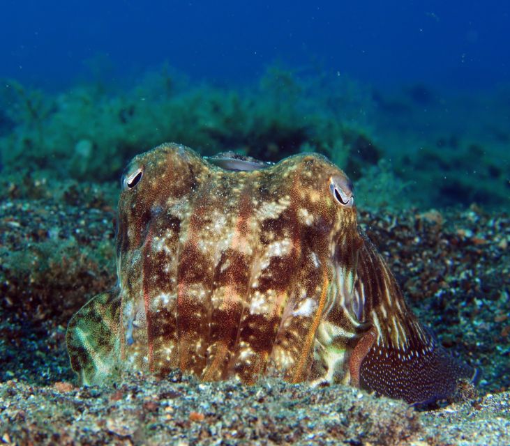 Puerto Del Carmen: Try Suba Diving With 2 Dives and Photos - Feeling of Weightlessness in Water