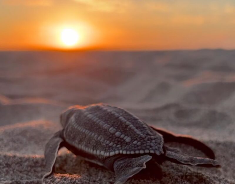 Puerto Escondido: Baby Sea Turtle Release - Booking Information