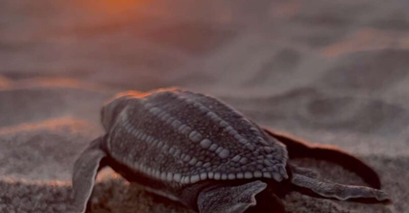 Puerto Escondido: Baby Sea Turtle Release - Inclusions