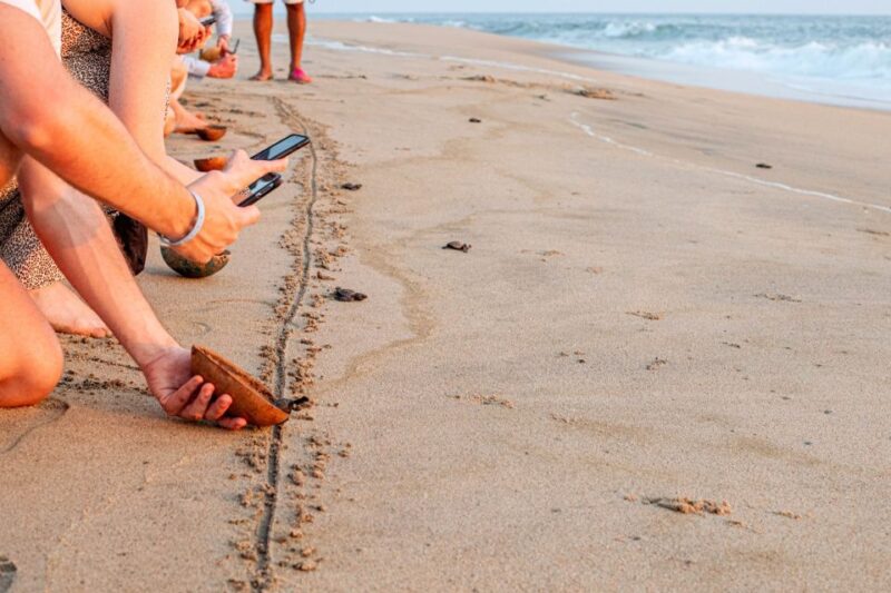 Puerto Escondido: Baby Sea Turtle Release - Experience Highlights