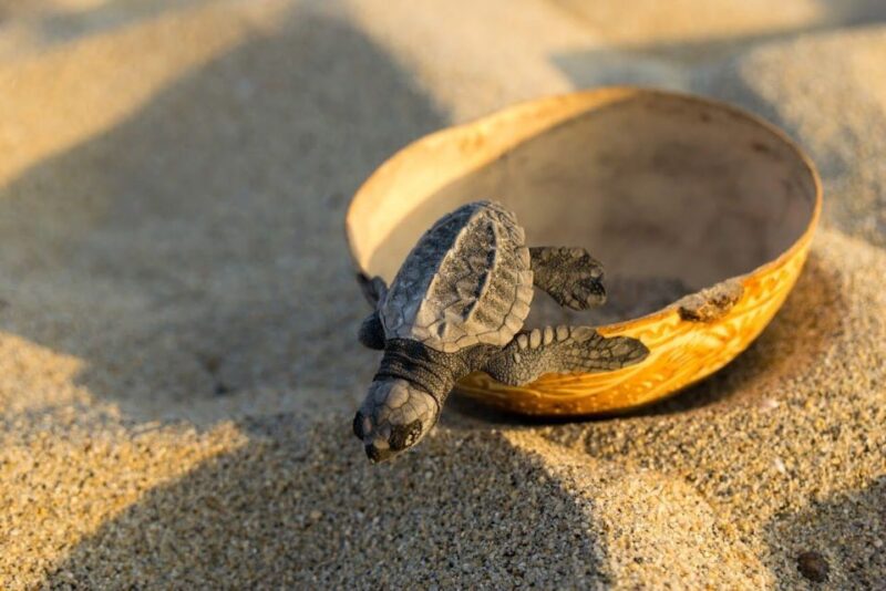 Puerto Escondido: Baby Sea Turtle Release - Turtle Species