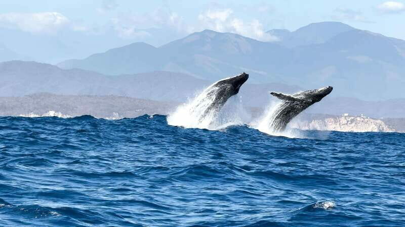 Puerto Escondido: Boat Tour among Dolphins and Turtles - The Sum Up