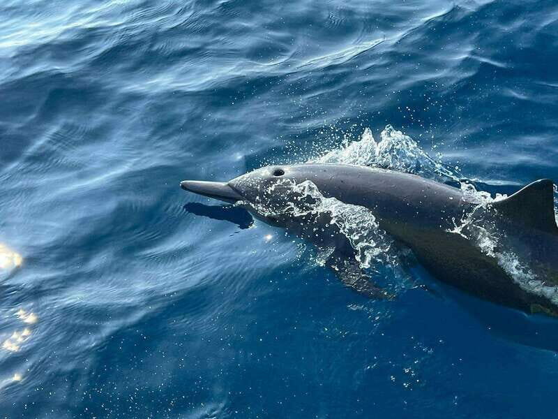 Puerto Escondido: Boat Tour to see Dolphins and Marine Life - The Sum Up