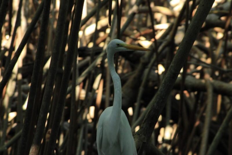 Puerto Escondido: Day Trip to Chacahua National Park - Scenic Views and Wildlife