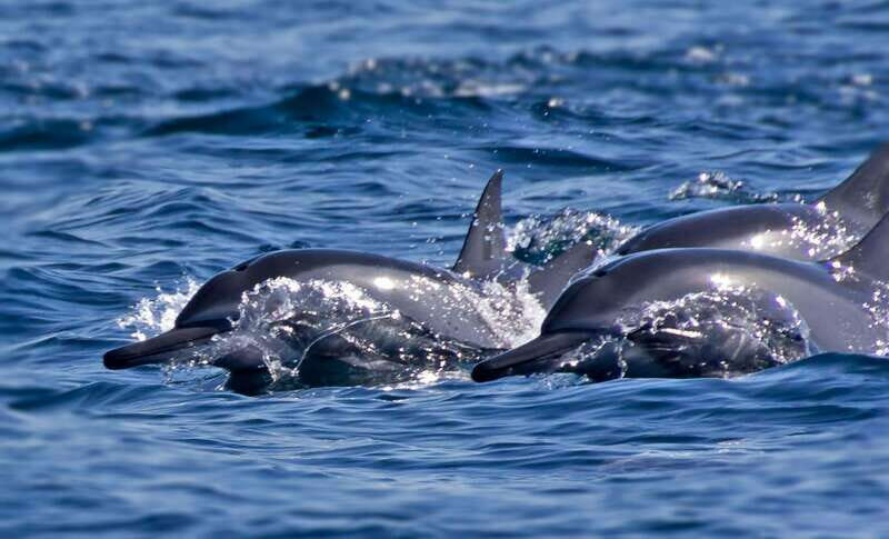 Puerto Escondido: Family Private Boat Tour - Key Points