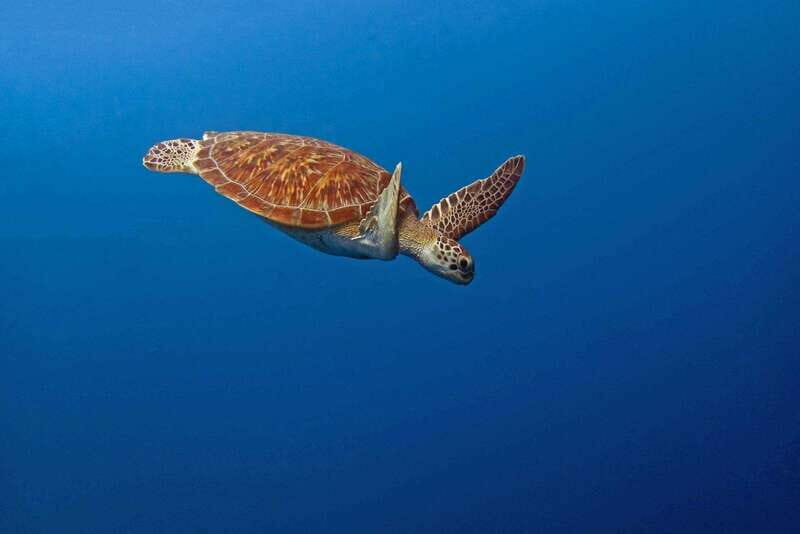 Puerto Escondido: Family Private Boat Tour - An Authentic Puerto Escondido Marine Adventure