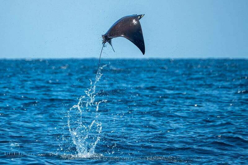 Puerto Escondido: Family Private Boat Tour - FAQ