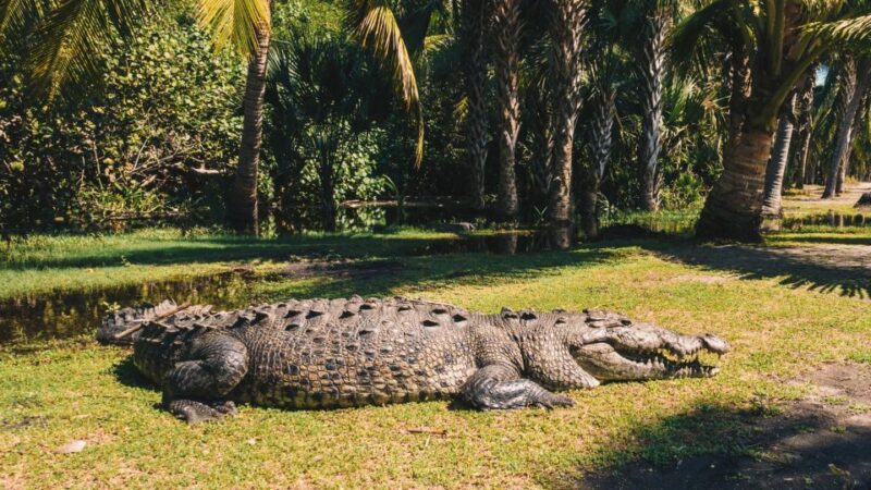 Puerto Escondido: Oaxaca Coast Wildlife Ecotour - Key Points