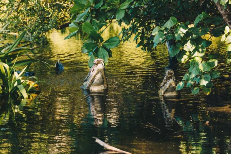 Puerto Escondido: Oaxaca Coast Wildlife Ecotour - La Ventanilla Reserve