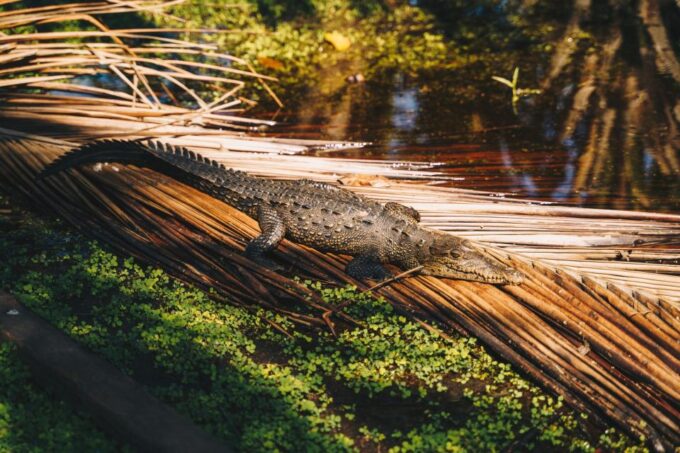 Puerto Escondido: Oaxaca Coast Wildlife Ecotour - Inclusions and Exclusions