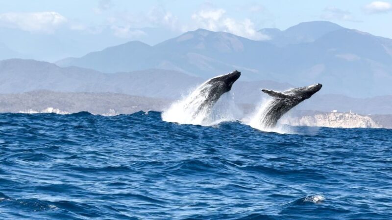 Puerto Escondido: Sunrise and Dolphin Watching Tour - Key Points