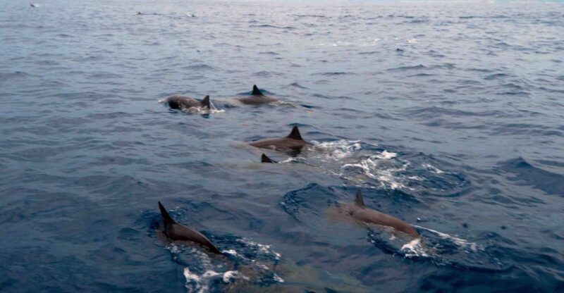Puerto Escondido: Sunrise and Dolphin Watching Tour - Included Activities
