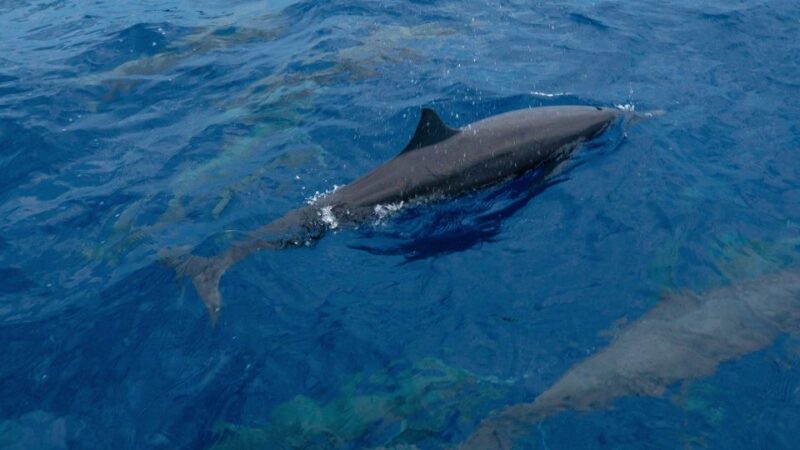 Puerto Escondido: Sunrise and Dolphin Watching Tour - What to Bring