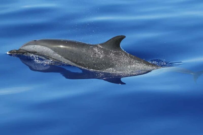 Puerto Escondido: The Best Adventure for Dolphin Watching - Watching Dolphins in Their Element