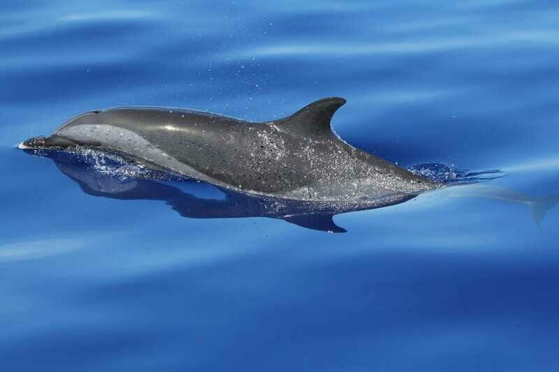 Puerto Escondido: The Best Adventure for Dolphin Watching - The Experience from a Traveler’s Perspective