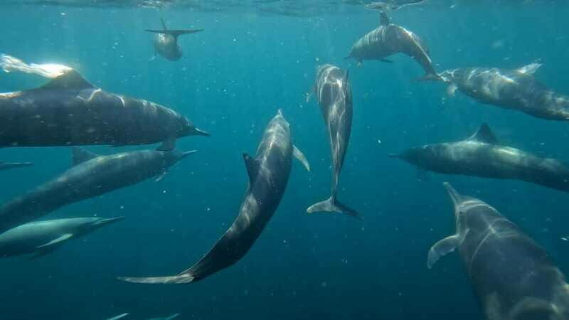 Puerto Escondido: The Best Adventure for Dolphin Watching - The Value of the Tour