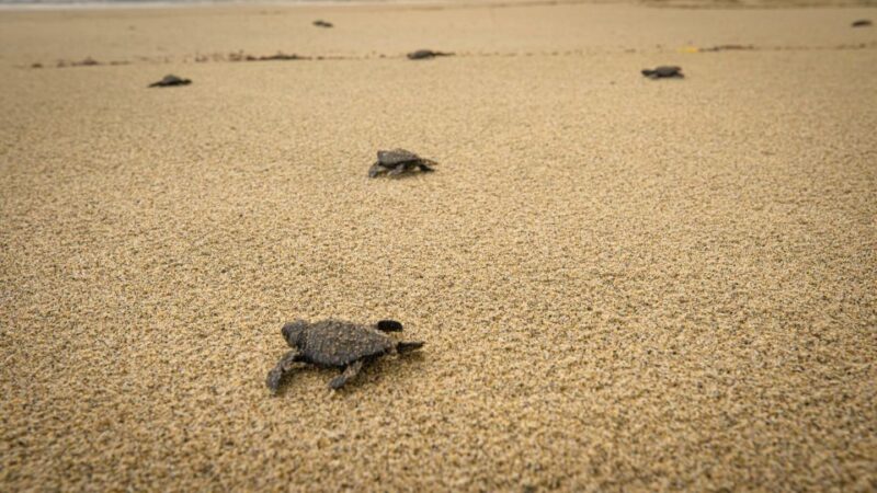 Puerto Escondido: Turtle Release and Bioluminescent Plankton - Bioluminescent Plankton