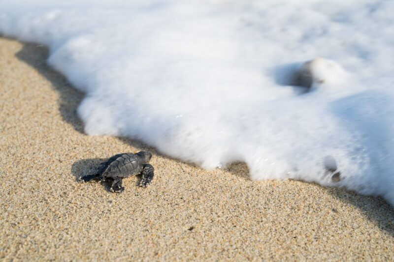Puerto Escondido: Turtle Release Experience - Species and Conservation Efforts