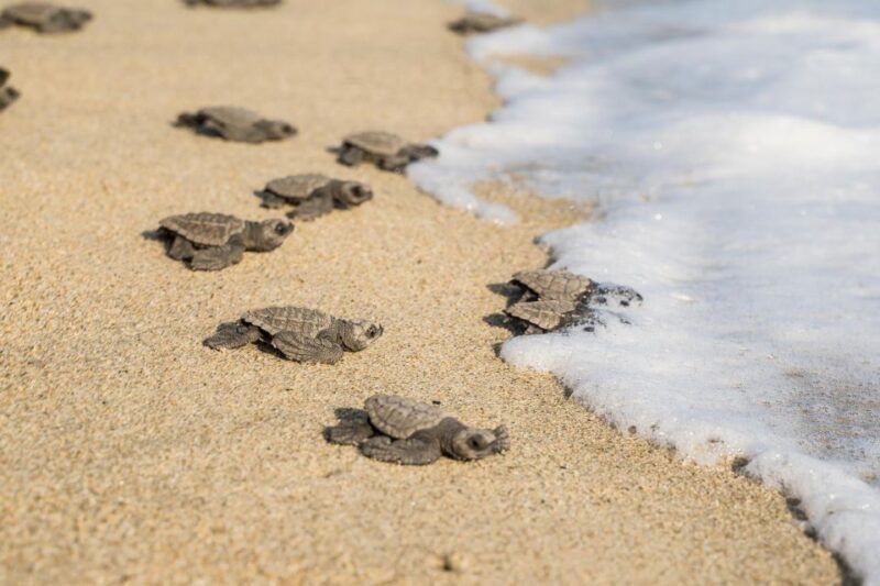 Puerto Escondido: Turtle Release Experience - Assisting Baby Turtles