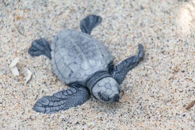 Puerto Escondido: Turtle Release Experience - Transportation and Logistics