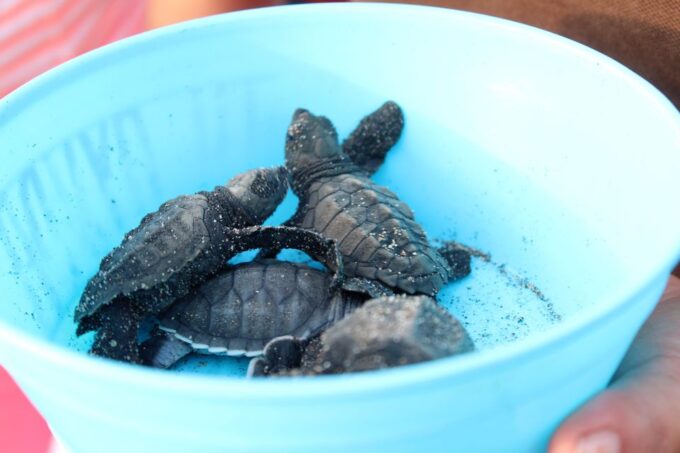 Puerto Escondido: Turtle Release Experience - Suitable Participants