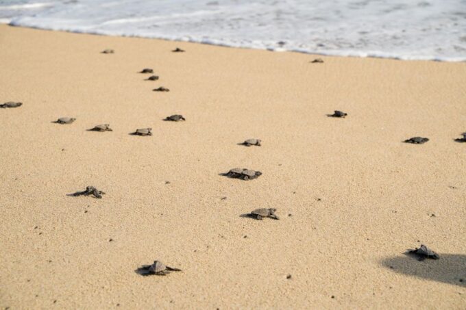 Puerto Escondido: Turtle Release Experience - Frequently Asked Questions