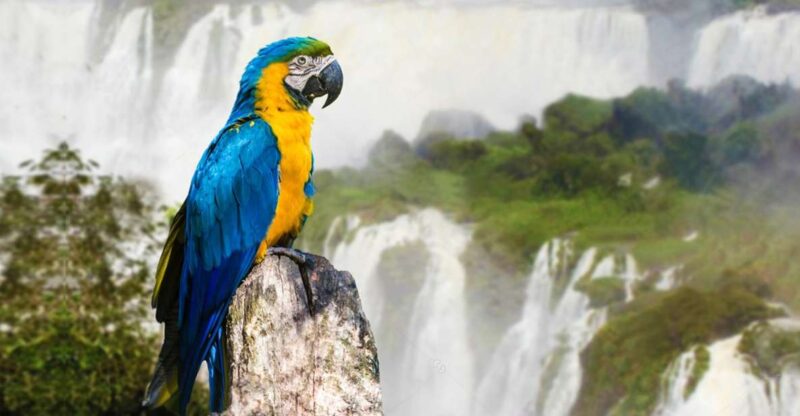 Puerto Iguazu: Iguaza Falls Brazilian Side & Bird Park Tour - Key Points