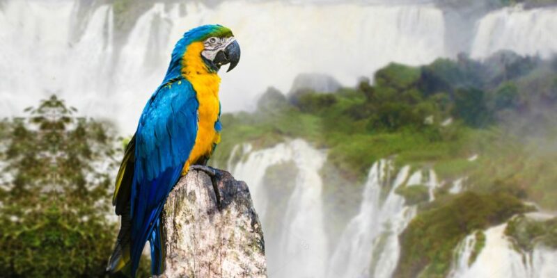 Puerto Iguazu: Iguaza Falls Brazilian Side & Bird Park Tour - Iguazu Falls Experience