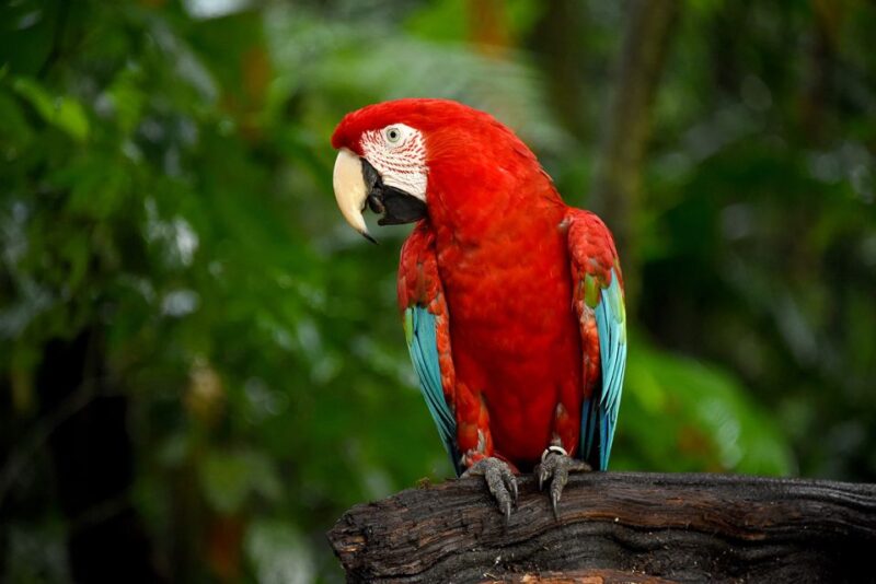 Puerto Iguazu: Iguaza Falls Brazilian Side & Bird Park Tour - Bird Park Exploration
