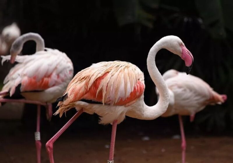 Puerto Iguazu: Iguaza Falls Brazilian Side & Bird Park Tour - Border Crossing Process