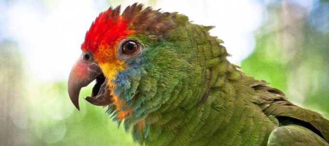 Puerto Iguazu: Iguaza Falls Brazilian Side & Bird Park Tour - Frequently Asked Questions